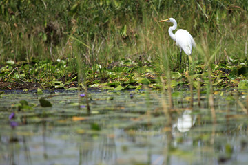 Great White Egret - Lake Opeta - Uganda, Africa