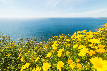 Blue sea and yellow flowers in Sardinia, Italy