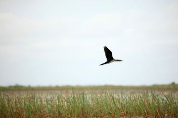 Long Tailed Cormorant - Lake Opeta - Uganda, Africa