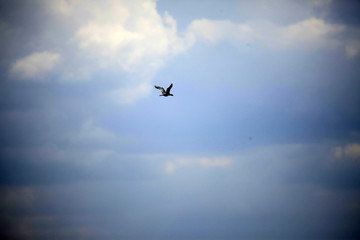 Long Tailed Cormorant - Lake Opeta - Uganda, Africa