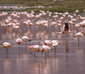 Flamingos on the Colorado lagoon, Altiplano, Bolivia