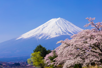 Mount Fuji and cherry blossoms.The shooting location is Lake Kawaguchiko, Yamanashi prefecture Japan.