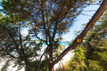 Pine tree by the sea in