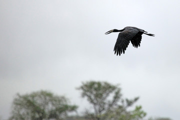 Open Billed Stork - Lake Opeta - Uganda, Africa