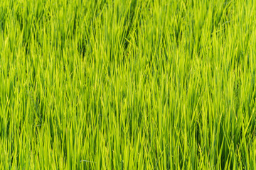 Rice seedlings background.