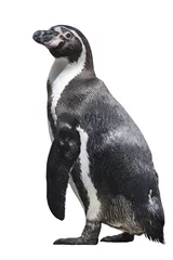 Poster Humboldt penguin on white background isolated © vesta48