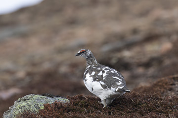 Ptarmigan, Lagopus muta, close up pose during a sunny spring day in the cairngorms national park, scotland