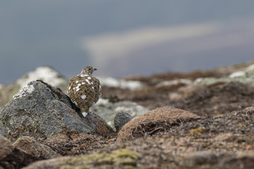 Ptarmigan, Lagopus muta, close up pose during a sunny spring day in the cairngorms national park, scotland