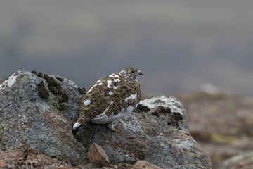 Ptarmigan, Lagopus muta, close up pose during a sunny spring day in the cairngorms national park, scotland