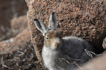 mountain hare, lepus timidus, posing and sitting on a sunny day on a slope in the cairngorms national park, scotland in april.