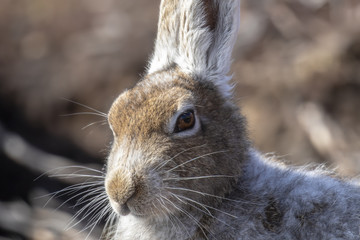 mountain hare, lepus timidus, posing and sitting on a sunny day on a slope in the cairngorms national park, scotland in april.