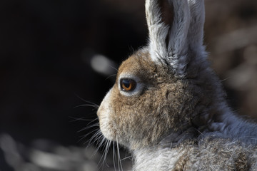 mountain hare, lepus timidus, posing and sitting on a sunny day on a slope in the cairngorms national park, scotland in april.