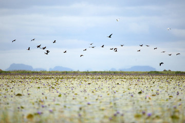 Birds flying over lake in africa
