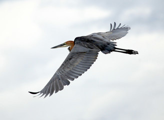 Goliath Heron - Lake Opeta - Uganda, Africa