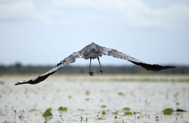 Goliath Heron - Lake Opeta - Uganda, Africa