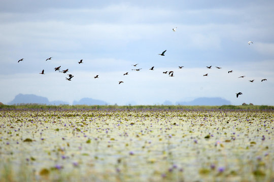 Birds Flying Over Lake In Africa