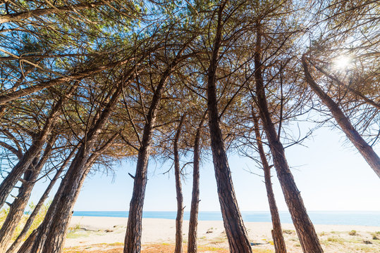 Pine trees by the sea in Perdepera beach