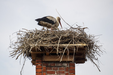 Stork's Nest in Ruehstaedt, Germany, 2017
