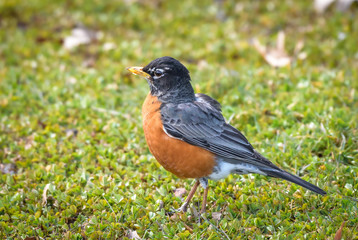 American Robin Bird closeup in Chicago Illinois
