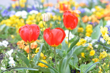 tulipes et autres fleurs