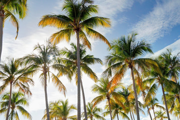 Fototapeta na wymiar Cocotiers et Palmiers plage de Sainte-Anne en Guadeloupe