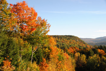Fototapeta premium autumn mountain forest with colorful trees