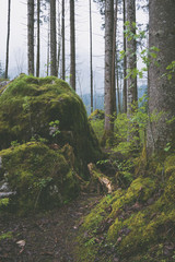 Nebel in einem Wald in den Bergen im Frühling