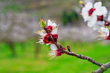 Marillenblüte
