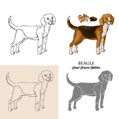 Hand drawn Beagle dogs sketches. 