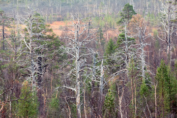 extinction of old forest (centennial pine) as result of air pollution