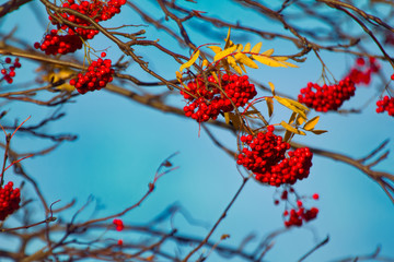 Autumn mountain ash with yellow leaves and red berries