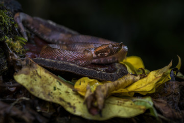 Rainforest Hognosed Pitviper - Porthidium nasutum, dangerous venomous pit viper from Central America forests, Costa Rica.