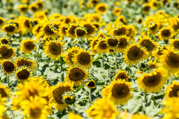 Fototapeta premium Big sunflower field