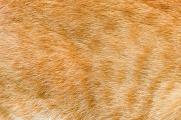 Dog fur texture