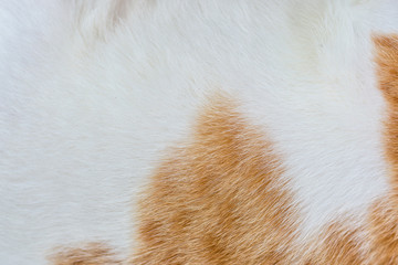 Obraz premium Dog fur texture