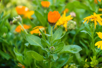 Calendula