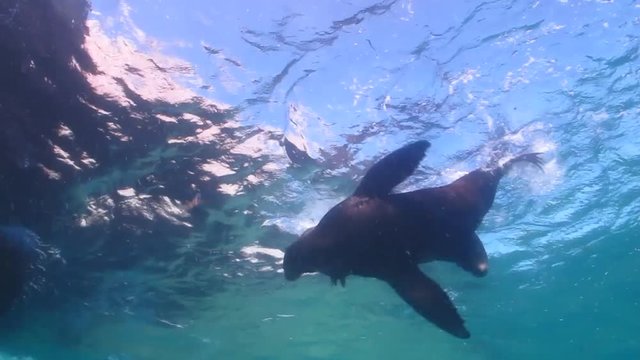 Californian sea lion (Zalophus californianus) swimming and playing in the reefs of los islotes in Espiritu Santo island at La paz,The world's aquarium. Baja California Sur,Mexico.