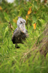 Shoebill in the Wild - Uganda, Africa