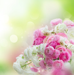 Pink and white ranunculus flowers