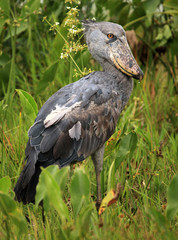 Shoebill in the Wild - Uganda, Africa