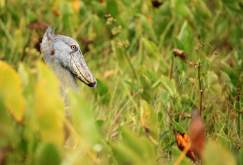 Shoebill in the Wild - Uganda, Africa