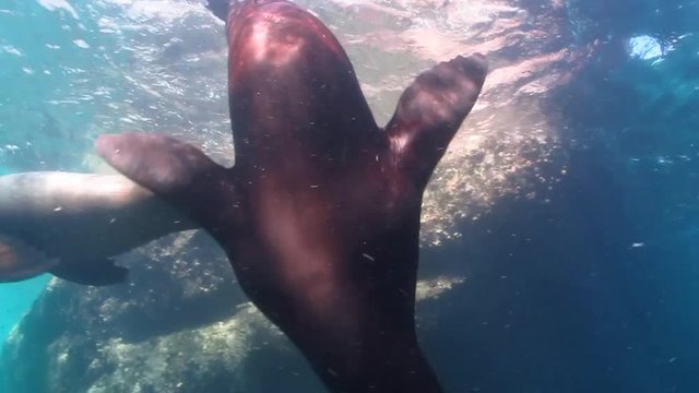 Californian sea lion (Zalophus californianus) swimming and playing in the reefs of los islotes in Espiritu Santo island at La paz,The world's aquarium. Baja California Sur,Mexico.