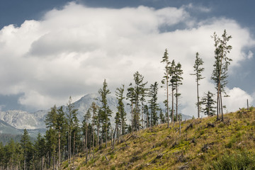 Pines ridge/Pine forest on a ridge in the Tatra mountains during a summer day under heavy clouds.