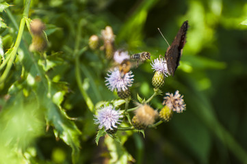 Sting like a bee/Flying bee approaching a butterfly standing on a flower in a green meadow.