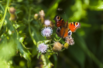 Colorful butterfly/Large butterfly full of colors in the middle of a deep green meadow with thistle blossomed.