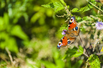Beautiful butterfly/Butterfly species with vivid colors standing wings spread on a plant in a sunny meadow.