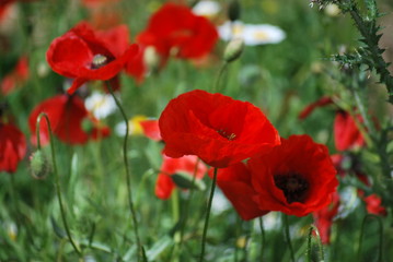 Obraz premium Amapolas