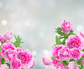 pink peonies border