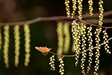 キブシの蜜を吸うシータテハ