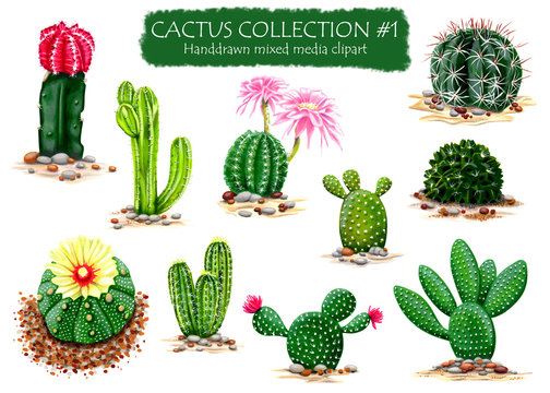 	Set of High Quality Hand drawn Cactus Plants Clipart for multiple design projects 
